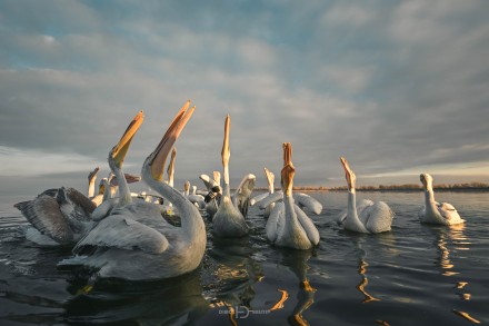 Pelican